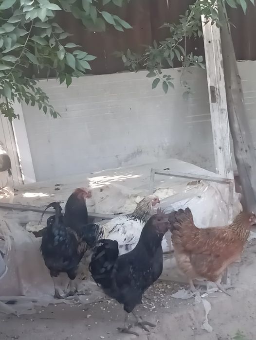 Продаю петухов чёрный белый окрасом