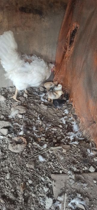 Курица с цыплятами