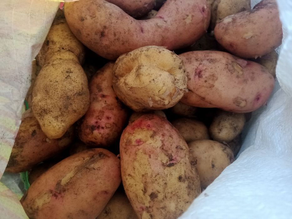 Продам домашнюю картофель