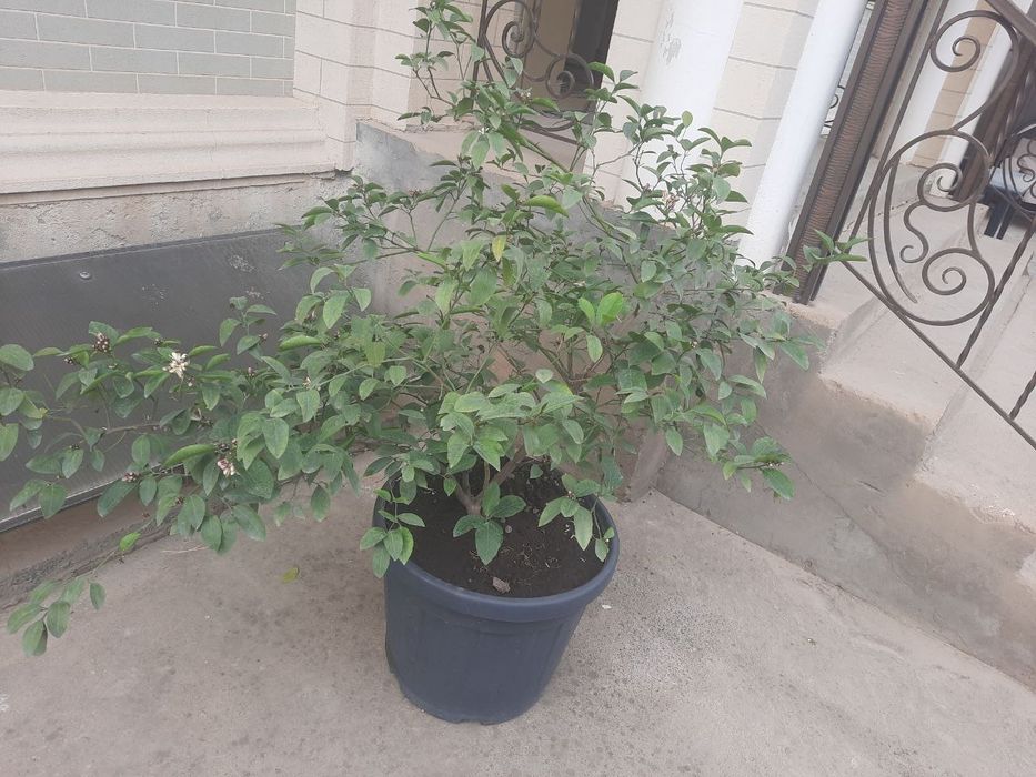 Лимон дарахт сотилади