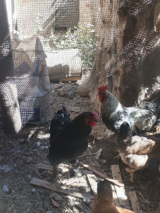 Продаются петухи