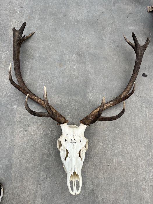 Глава трофей от муфлон