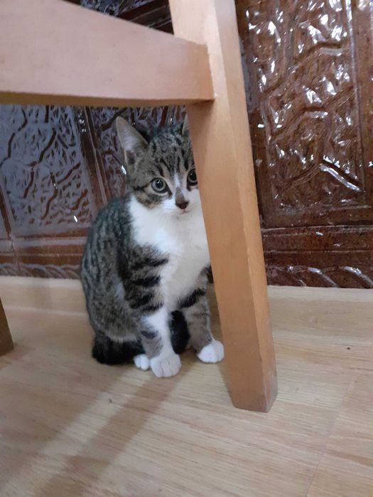 Adoptie donatie pisoi