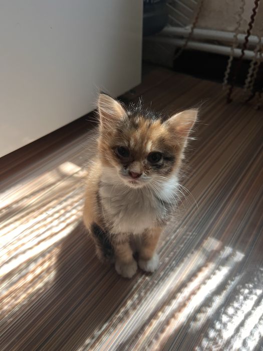Котенок 3х цветный