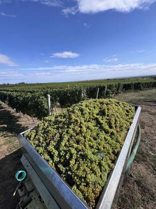Struguri de vin si de masa