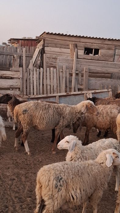 Жақсы қойлар асырағанға