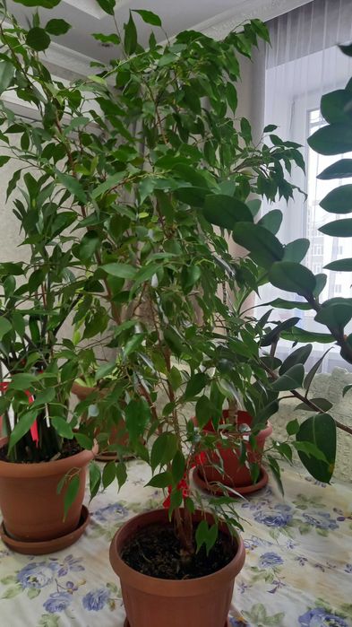 Срочно продам домашние цветы