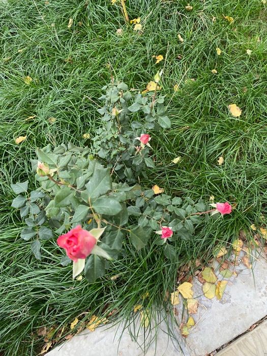 Продается дача в черте города