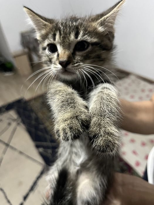 Отдам котят в хорошие руку