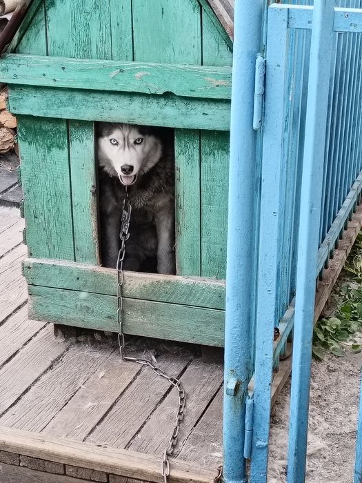 Отдам собаку Хаски девочка