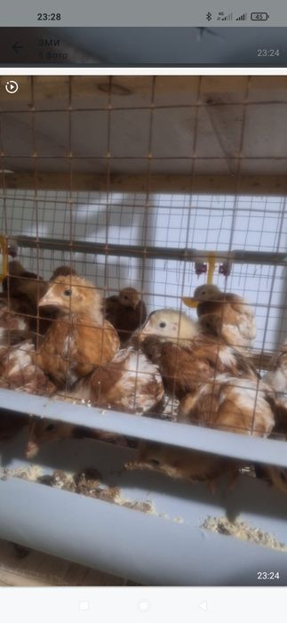 Ломон браун балапаны сатылады