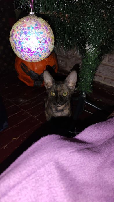 Сфинкс , велюровый.