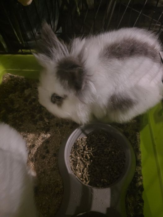 Vând 2 iepuri cap de leu pitic masculi în vârstă de 4 luni