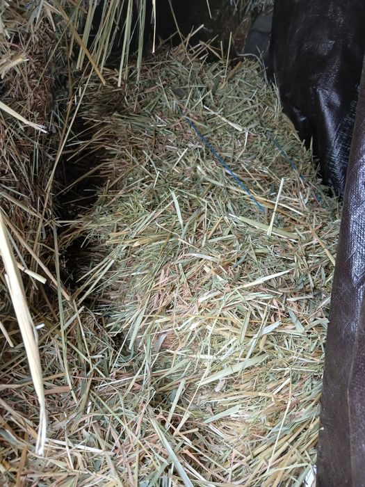 Vând baloti de ovăz