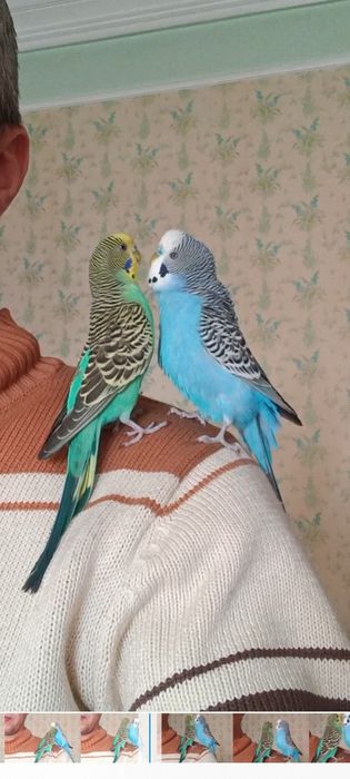 Попугайи волнистые ручные .