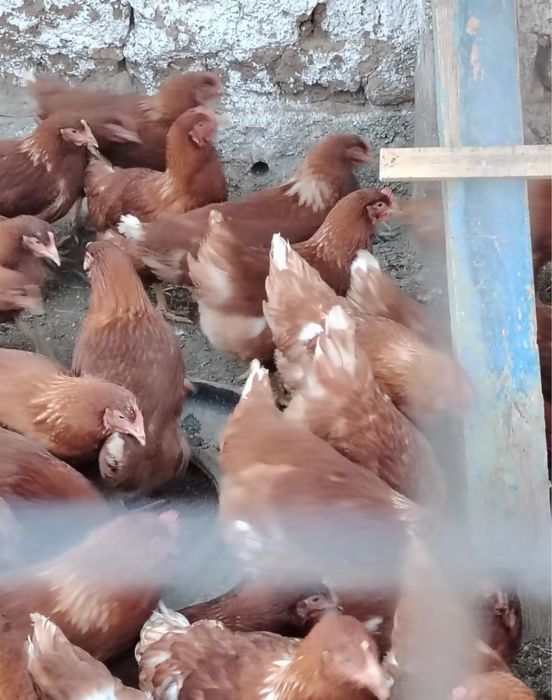 несушка ломан браун