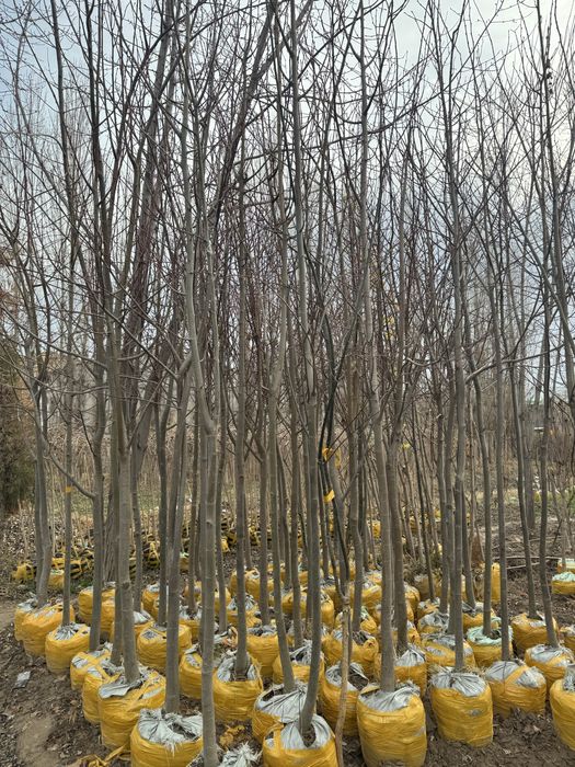 Липа             .