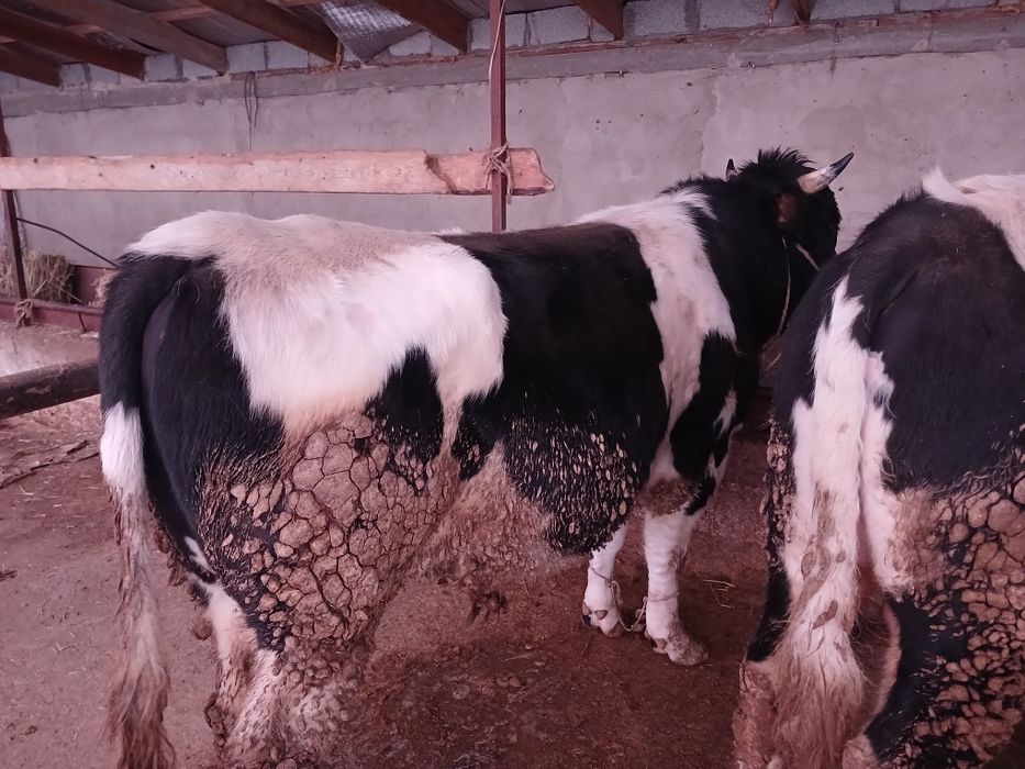 СемізбұхаларСатылады