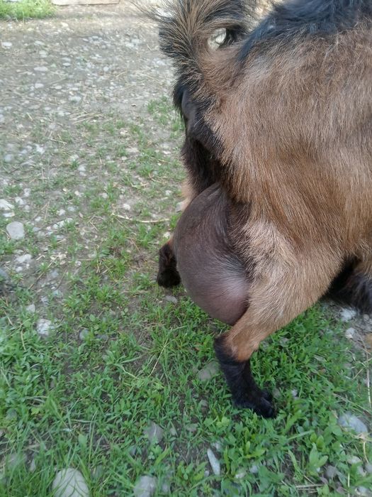 Vind țăpuc de rasă