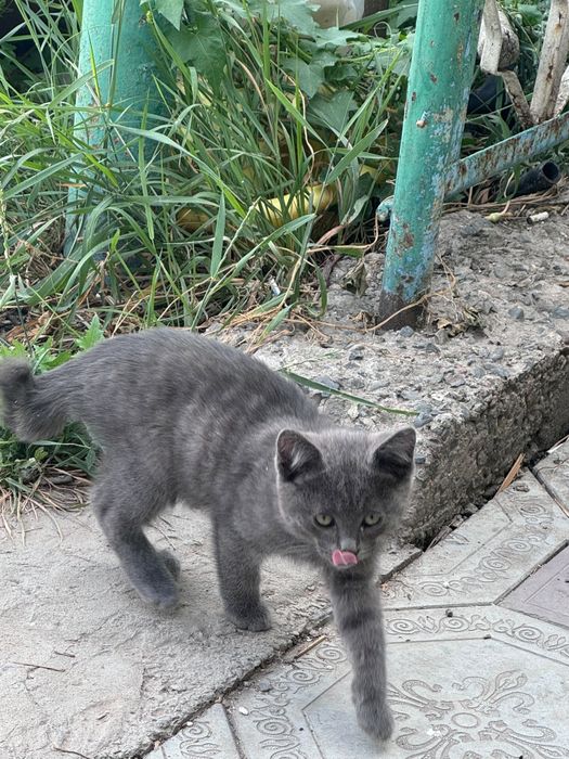 Отдам котят в хорошие руки