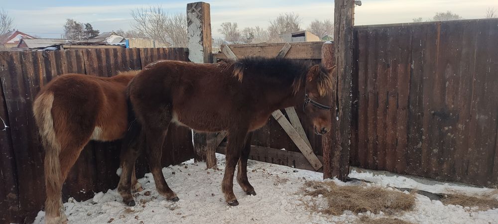 Тайға шыққан жабағы