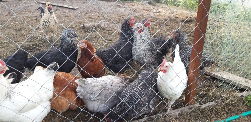 Тауықтар сатылады 4000 тг