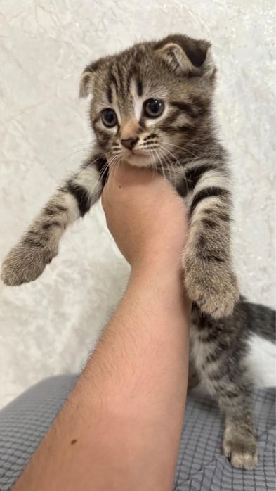 1,5 ай марғаулар сатылады