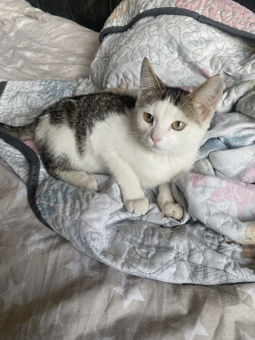Две котята отдам