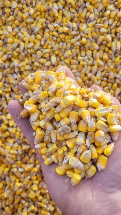 Vând porumb producție 2025