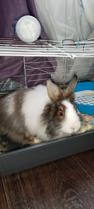 Отдам кроликов в хорошие руки