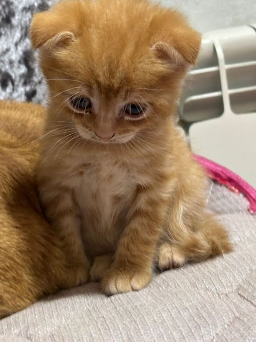 Котята Вислоухие