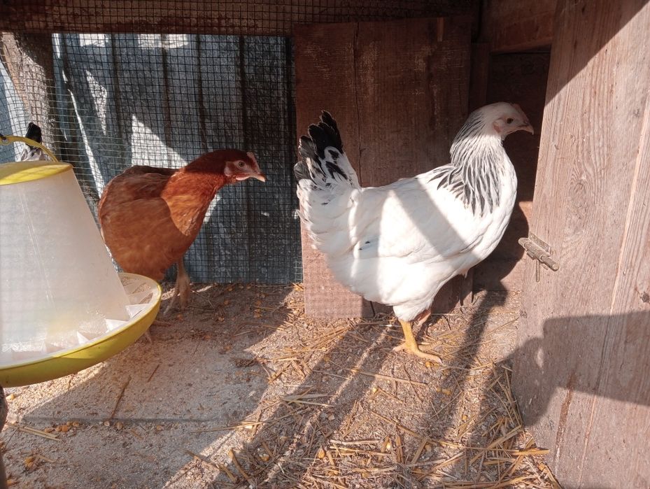 Puicuțe rasă de ouă