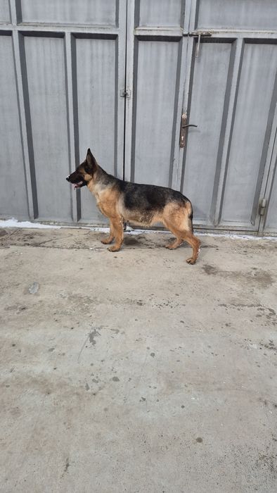 Немецкоя овчарка