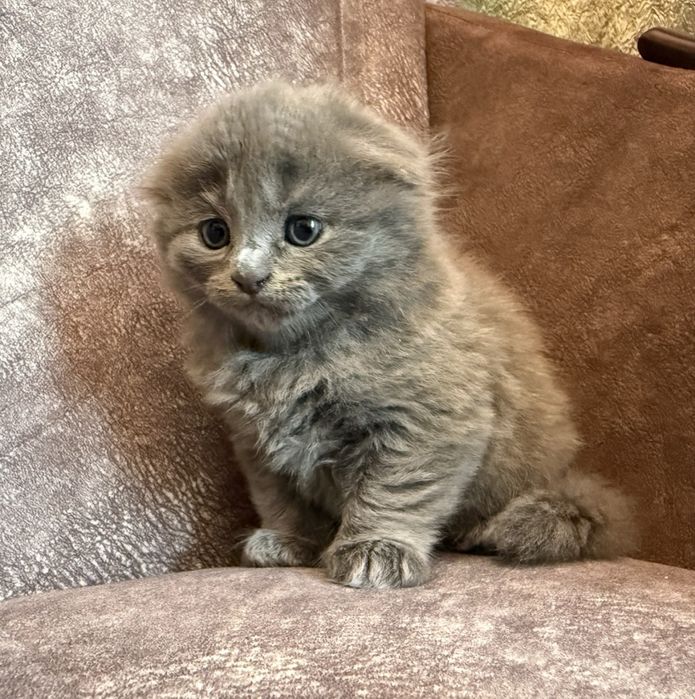 Котята Скоттиш фолд