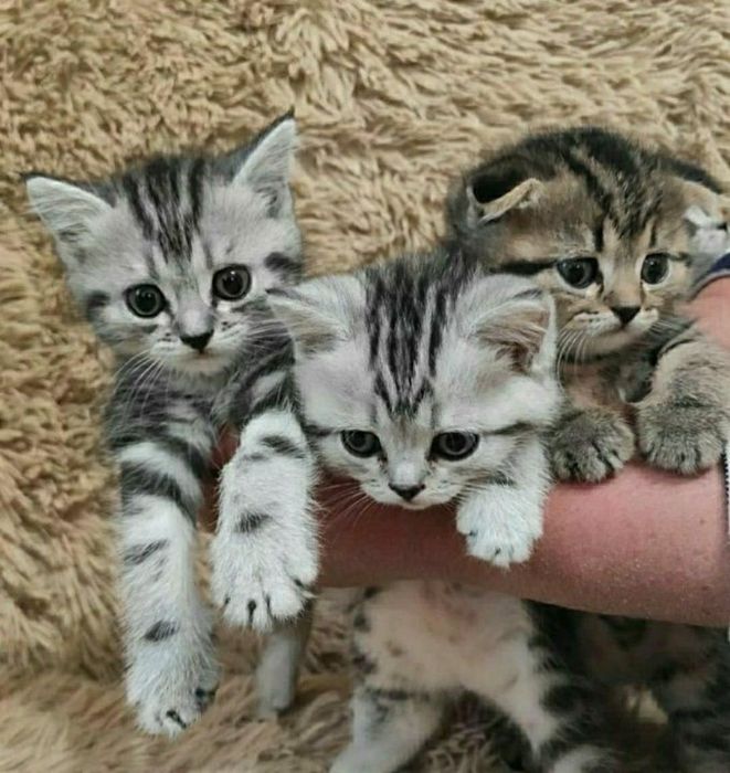 Роскошные Котята