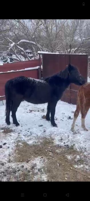 Продам жеребца..