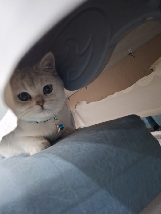 Тозза зотли мушук сотилади