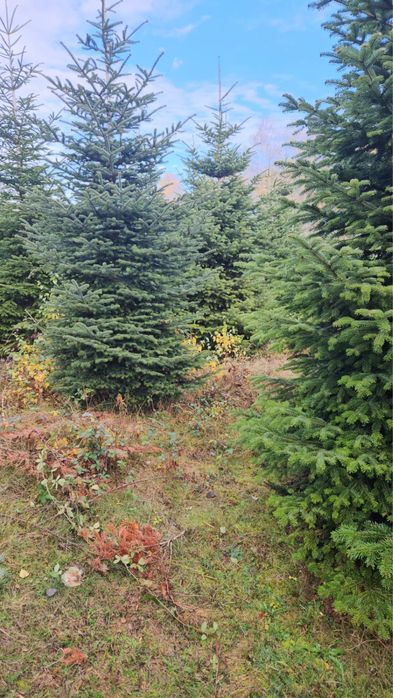 Brazi de craciun si cetina