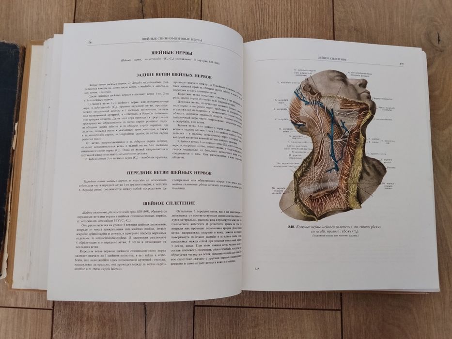 Атлас анатомии человека. Синельников