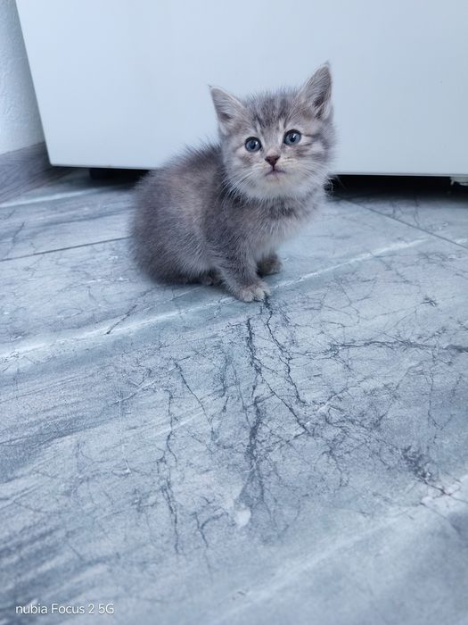 Котята, в добрые руки