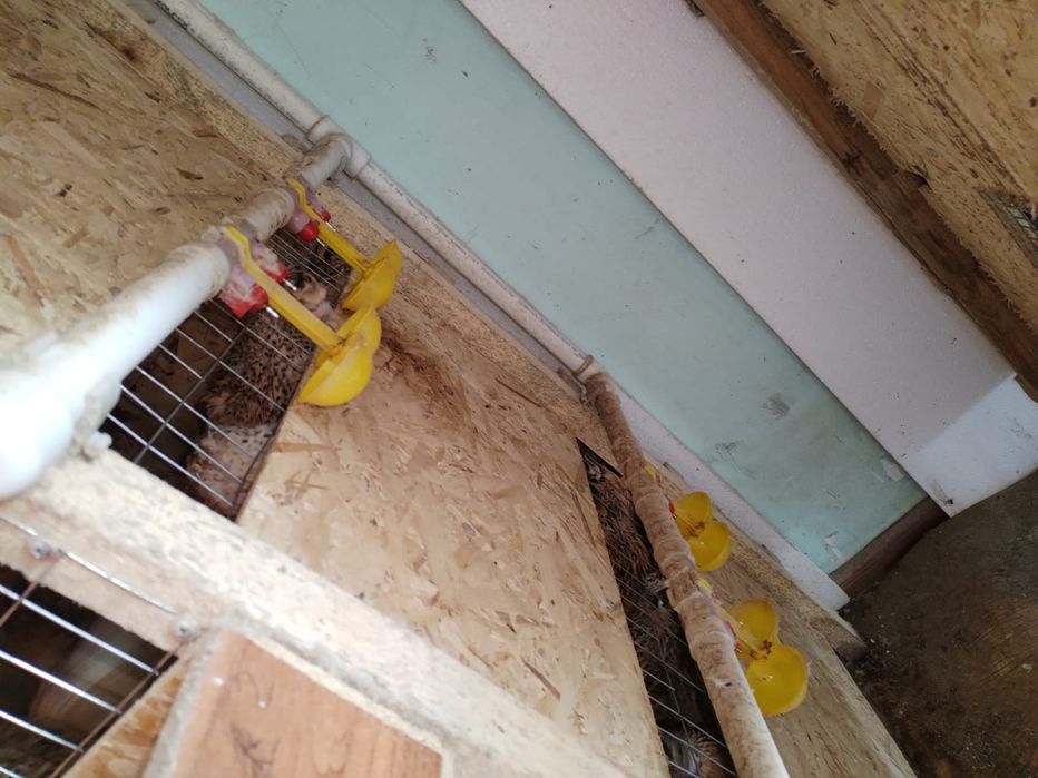 Продаётся клетка для перепелов.