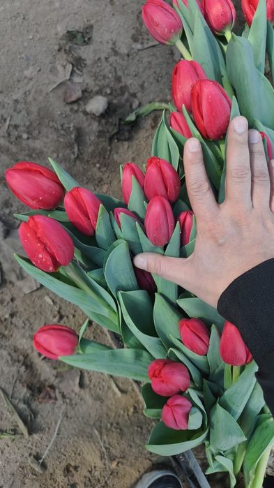 Качественные Тюльпаны оптом! Голландская луковица.