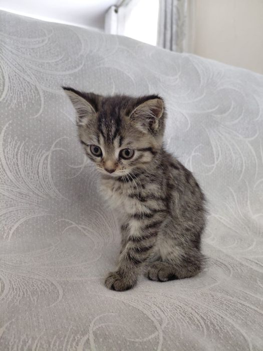 шотландские котята