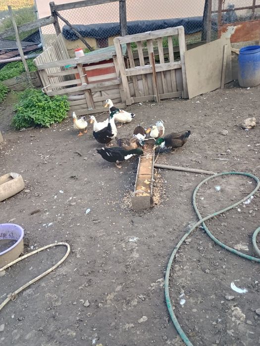 Gaste tinere și rate taranesti de vanzare