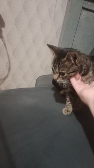 Отдам Катенка мальчик