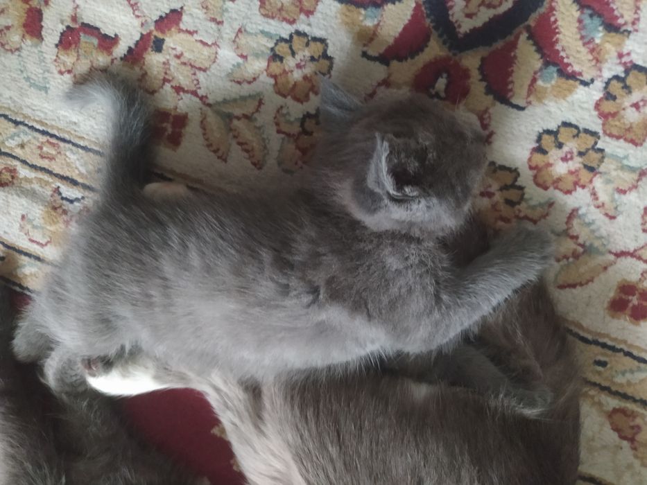 Котята в добрые руки