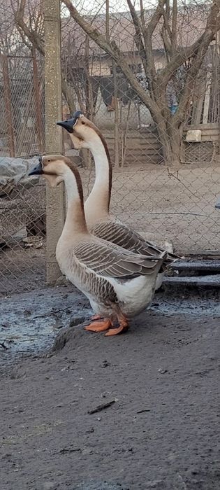 Lot gaste africane 1+4, pasari deosebite si ingrijite