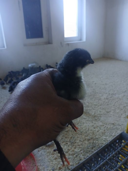 жерси жужалари сотилади