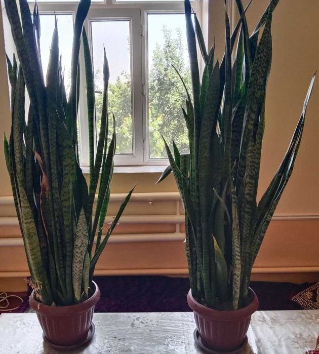 Сансервиеря - кийик шохгули сотилади