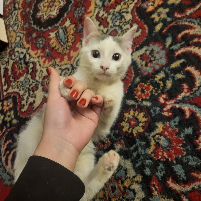 Котенок в добрые руки